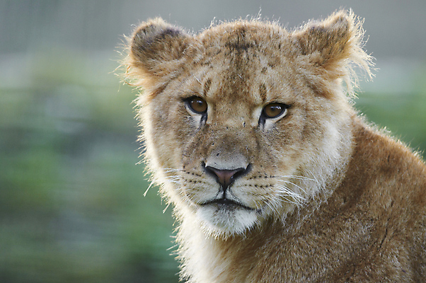 포토 JPG 해외이미지 응시 야생동물 포유류 아프리카 앉기 사람없음 고양이 사자 사파리 육식동물 해외202004 해외포토 동물 시선 나라 모션 반려동물 파일형식 이미지허브