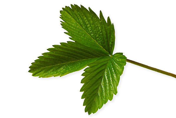 포토 JPG 해외이미지 식물 꽃잎 백그라운드 잎 다이어트 자연 딸기 사람없음 초록색 봄 흰색 신선 묘사 고립 생태학 세련 해외202004 해외포토 계절 교육 꽃 컬러 과일 건강 생태계 파일형식 이미지허브