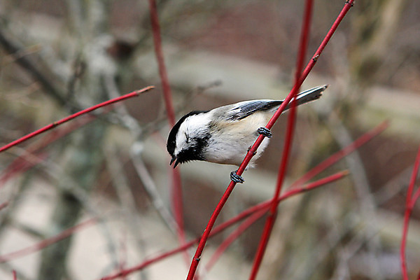 포토 JPG 해외이미지 나무 동물 손 공원 야생동물 음식 캐나다 겨울 날개 자연 조류 씨앗 앉기 사람없음 야외 검은색 추위 흰색 나뭇가지 관찰 숲 작음 먹기 깃털 부리 수유 해외202004 해외포토 식물 계절 공공시설 컬러 북아메리카 모션 신체부위 크기 생태계 파일형식 이미지허브
