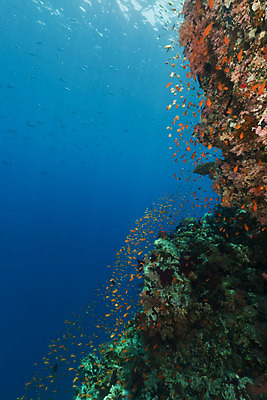 포토 JPG 해외이미지 식물 동물 모래 바다 백그라운드 자연 표면 어류 풍경 사람없음 물 파란색 컬러풀 햇빛 태양 바닷속 수중 광선 산호 아래 다이빙 장면 암초 깊이 소금물 이국적 침몰 파라다이스 해외202004 해외포토 자연요소 컬러 수영 수중동물 자포동물 방향 생태계 위치 수중스포츠 파일형식 이미지허브