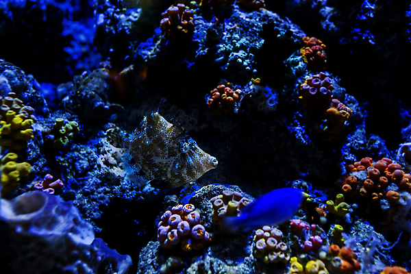 포토 JPG 해외이미지 동물 여행 어류 사람없음 물 관광지 고요 수족관 내추럴 싱가폴 해외202004 해외포토 자연요소 아시아 수중동물 파일형식 이미지허브