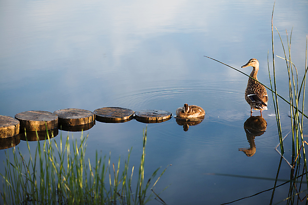 포토 JPG 해외이미지 동물 아이콘 여자 교육 호수 야생동물 파도 백그라운드 2 가족 자연 조류 엄마 표면 오리 항해 창조 사람없음 물 파란색 강 연필 노란색 수영 봄 흰색 물방울 아기 연못 작음 묘사 오브젝트 클립 부리 백조 예술가 청둥오리 내추럴 해외202004 해외포토 자연요소 계절 바다 컬러 배_교통 관계 학용품 사람 필기구 수상스포츠 크기 생태계 파일형식 이미지허브