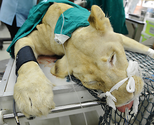 포토 JPG 해외이미지 동물 손 야생동물 장갑 포유류 탁자 건강 병원 사람없음 약 고통 장비 의사 수술 질병 사자 외과 수의사 돌봄 동물상 작동 해외202004 해외포토 잡화 감정 가구 의학 모션 신체부위 치료 조형물 의료진 파일형식 이미지허브