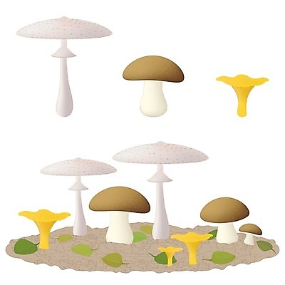 EPS 해외이미지 모양 식물 계절 실루엣 음식 줄기 백그라운드 잎 채소 일러스트 자연 건강 요리 야외 그래픽 세트 갈색 버섯 흙 가을 흰색 시골 반지 그룹 숲 만화 수집 그림 유기농 날것 양산 고립 곰팡이 그물버섯 식용 캡모자 해외202004 해외일러스트 모자_잡화 웰빙 컬러 장신구 촬영기법 생태계 파일형식 벡터 이미지허브