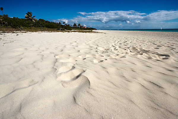 포토 JPG 해외이미지 나무 구름 모래 파도 바다 자연 하늘 손바닥 사람없음 휴양지 해외202004 해외포토 자연요소 식물 손 장소 생태계 파일형식 이미지허브