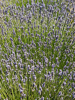 포토 JPG 해외이미지 식물 꽃 선 백그라운드 꽃무늬 밭 농업 자연 풍경 사람없음 야외 초록색 파란색 컬러풀 농장 농경지 정원 보라색 수확 시골 허브 제비꽃 향수 언덕 향기 아로마 아로마테라피 라벤더 내추럴 밭일 줄서기 프로방스 해외202004 해외포토 산업 컬러 무늬 모션 화장품 생태계 냄새 테라피 파일형식 이미지허브