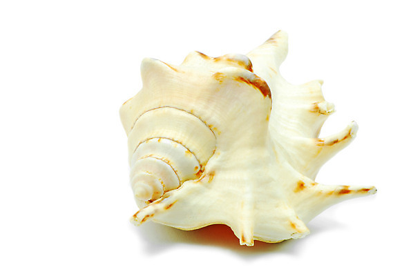 포토 JPG 해외이미지 모양 여행 백그라운드 자연 추상 조개 나선형 그림자 사람없음 물 여름 갈색 노란색 환경 껍질 흰색 원형 중앙 구매 오브젝트 질감 서식 날카로움 원뿔 내추럴 고립 옛날 해외202004 해외포토 자연요소 도형 계절 컬러 무늬 어패류 쇼핑 생태계 파일형식 이미지허브