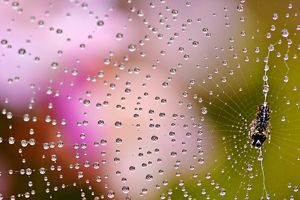 포토 JPG 해외이미지 모양 동물 실루엣 선 곤충 백그라운드 프레임 미술 사람없음 초록색 물 웹 신선 그물 떨어짐 숲 가득함 심볼 순수 사인 싱글 클립 거미 올가미 망사 복잡 어려움 엘리먼트 해외202004 해외포토 자연요소 컬러 컨셉 인터넷 문화예술 촬영기법 직물 파일형식 이미지허브