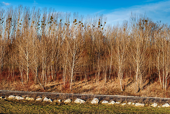 포토 JPG 해외이미지 나무 길 자연 하늘 그림자 사람없음 파란색 태양 일몰 바위 나뭇가지 저녁 숲 다발 해외202004 해외포토 자연요소 식물 컬러 노을 돌_바위 야간 생태계 파일형식 이미지허브