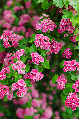 포토 JPG 해외이미지 나무 식물 계절 꽃잎 꽃 분홍색 곤충 백그라운드 잎 자연 새로움 사람없음 야외 빨간색 초록색 정원 봄 벚꽃 나뭇가지 신선 개화 닫기 5월 허브 무당벌레 꽃가루 내추럴 해외202004 해외포토 동물 컬러 컨셉 모션 날짜 가루 생태계 파일형식 이미지허브