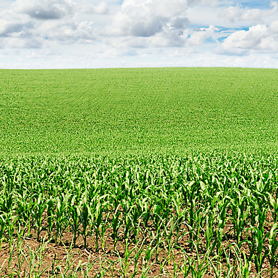 포토 JPG 해외이미지 식물 구름 계절 백그라운드 밭 농업 자연 하늘 옥수수 풍경 잔디 사람없음 야외 초록색 여름 파란색 햇빛 태양 농장 새싹 마을 환경 맑음 봄 흰색 시골 신선 땅 장면 지역 천국 밭일 수평선 해외202004 해외포토 자연요소 산업 컬러 날씨 곡류 생태계 파일형식 이미지허브