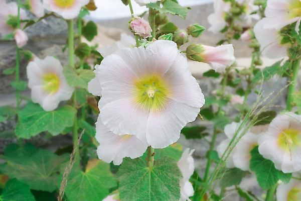 포토 JPG 해외이미지 꽃 꽃무늬 자연 사람없음 야외 내추럴 해외202004 해외포토 식물 무늬 생태계 파일형식 이미지허브