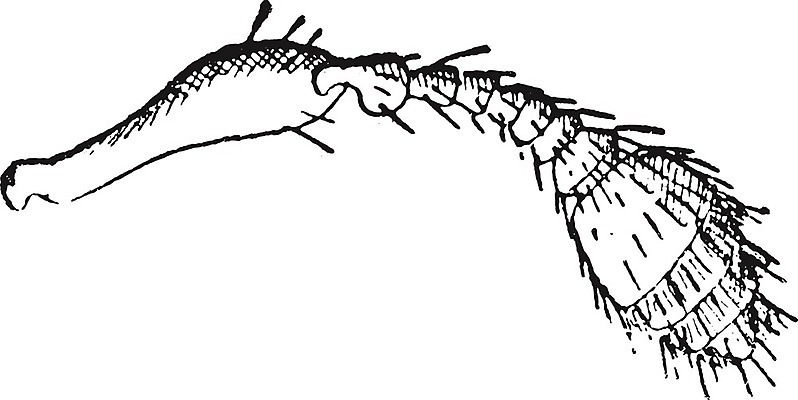 EPS 해외이미지 동물 곤충 일러스트 부분 자연 생물 종류 미술 검은색 수확 골동품 흰색 소나무 원형 엉덩이 딱정벌레 클럽 그림 생물학 나무껍질 판화 내추럴 옛날 해외202004 해외일러스트 도형 나무 교육 컬러 농업 문화예술 신체부위 껍질 생태계 파일형식 벡터 이미지허브