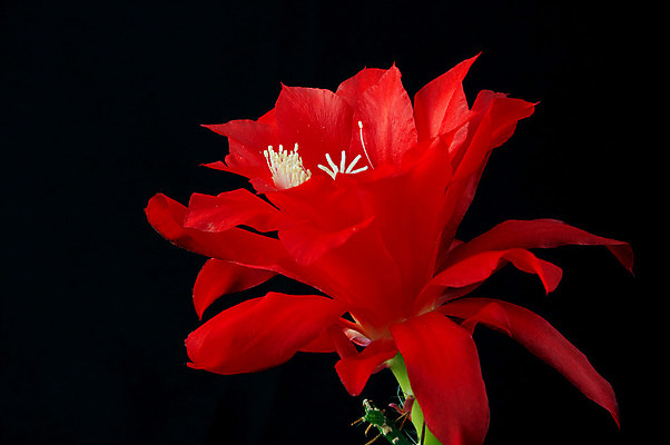 포토 JPG 해외이미지 식물 꽃잎 꽃 분홍색 백그라운드 자연 선인장 사람없음 빨간색 초록색 머리 검은색 사막 엄지손가락 벚꽃 개화 야간 향수 싱글 원예 향기 날카로움 꽃가루 보여주기 꽃수술 이국적 해외202004 해외포토 자연요소 컬러 손가락 모션 취미 신체부위 화장품 가루 생태계 냄새 파일형식 이미지허브