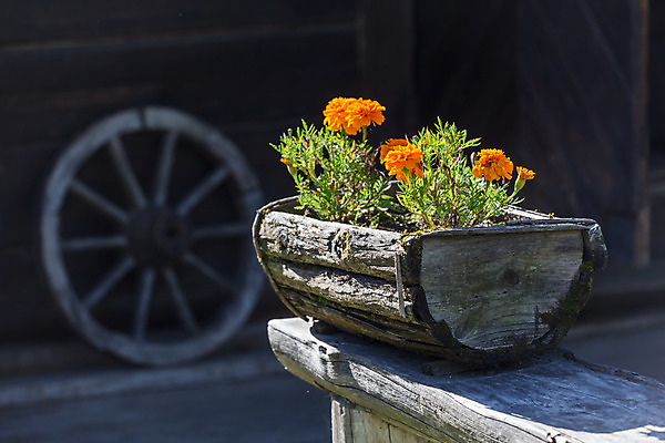 포토 JPG 해외이미지 식물 계절 꽃 화분 분홍색 백그라운드 자연 씨앗 사람없음 야외 목재 빨간색 초록색 상자 컬러풀 노란색 정원 보라색 침묵 흙 카트 봄 장비 성장 공구 바퀴 원예 심기 원예사 프리뮬러 해외202004 해외포토 나무 직업 컬러 재료 모션 취미 소리 도구 생태계 파일형식 이미지허브