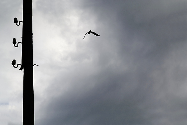 포토 JPG 해외이미지 구름 실루엣 바다 날개 갈매기 조류 하늘 사람없음 여름 힘 자유 폭풍 봉 무료 해외202004 해외포토 자연요소 동물 계절 컨셉 날씨 촬영기법 파일형식 이미지허브