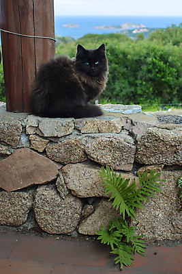 포토 JPG 해외이미지 동물 1 응시 시선 얼굴 포유류 포옹 자연 수염 털 풍경 사람없음 야외 초록색 반려동물 갈색 머리 귀여움 검은색 고양이 코트 표현 관찰 달콤 작음 모피 코 귀 솜털 해외202004 해외포토 컬러 컨셉 안기 모션 신체부위 외투 맛 크기 생태계 파일형식 이미지허브