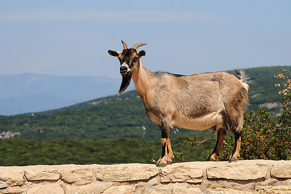 포토 JPG 해외이미지 동물 벽 염소 사람없음 농장 해외202004 해외포토 농업 포유류 파일형식 이미지허브