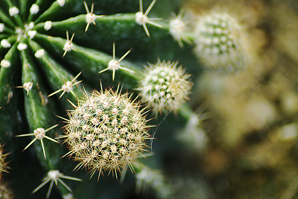 포토 JPG 해외이미지 식물 디자인 꽃 지구 백그라운드 잎 공 자연 선인장 건조 건강 풍경 사람없음 장식 빨간색 초록색 여름 갈색 노란색 정원 사막 성장 뜨거움 원형 가시 스페인 황금 척추 묘사 질감 날카로움 리빙 내추럴 해외202004 해외포토 도형 계절 유럽 컬러 뼈 생태계 파일형식 이미지허브