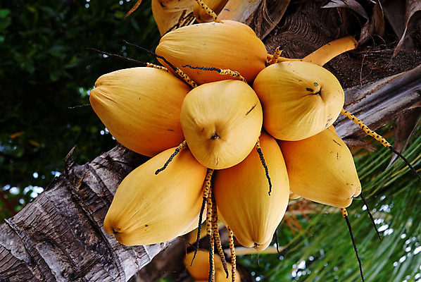 포토 JPG 해외이미지 나무 손바닥 사람없음 노란색 신선 다발 코코넛 숙성 해외202004 해외포토 식물 손 컬러 과일 파일형식 이미지허브