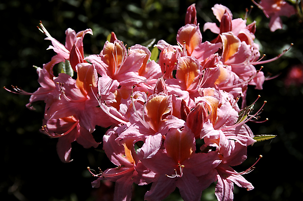 포토 JPG 해외이미지 식물 공원 꽃잎 꽃 분홍색 잎 자연 그림자 씨앗 사람없음 초록색 빛 햇빛 정원 보라색 봄 활발 벚꽃 개화 진달래 시트 꽃수술 파스텔톤 해외202004 해외포토 계절 공공시설 컬러 컨셉 태양 생태계 파일형식 이미지허브