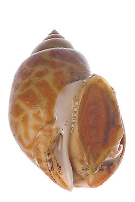 포토 JPG 해외이미지 음식 바다 조개 어류 요리 사람없음 식당 껍질 닫기 먹기 해산물 고립 수경재배 식용 생존 해외202004 해외포토 모션 어패류 상점 수중동물 파일형식 이미지허브