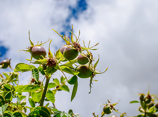 포토 JPG 해외이미지 나무 식물 계절 열매 음식 백그라운드 잎 과일 자연 건강 사람없음 야외 빨간색 초록색 여름 약 장미 정원 성장 가을 나뭇가지 신선 차 달콤 엉덩이 허브 묘사 내추럴 바이오 비타민C 숙성 해외202004 해외포토 꽃 음료 컬러 의학 신체부위 맛 생태계 비타민 파일형식 이미지허브