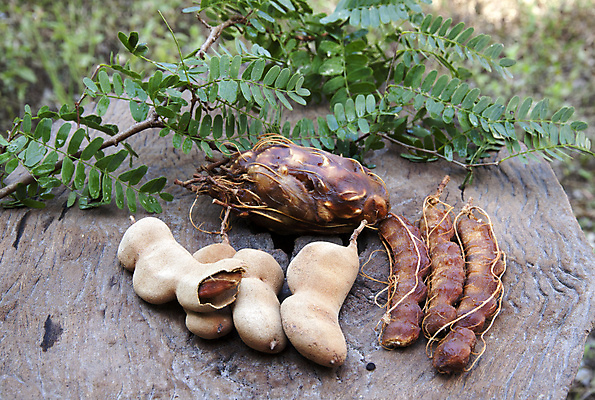 포토 JPG 해외이미지 음식 채소 과일 콩 씨앗 사람없음 갈색 신선 향신료 유기농 숙성 해외202004 해외포토 식물 웰빙 컬러 곡류 향미료 파일형식 이미지허브