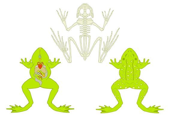 EPS 해외이미지 동물 과학 십자가 신체 일러스트 부분 해부 자연 뼈 골격 건강 개구리 양서류 스터디 하트 오르간 신장 허파 호흡기관 생물학 간 시스템 수의사 고립 해골모형 해외202004 해외일러스트 모양 교육 의학 학습 모형 의사 장기_의학 건반악기 비뇨기관 생태계 파일형식 벡터 이미지허브