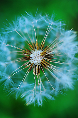 포토 JPG 해외이미지 식물 계절 꽃 백그라운드 컨셉 꽃무늬 자연 벽지 하늘 바람 씨앗 사람없음 초록색 여름 빛 평화 환경 희망 침묵 봄 성장 벚꽃 흰색 잡초 민들레 불기 깃털 부드러움 솜털 리빙 무료 취급주의 타격 해외202004 해외포토 자연요소 감정 컬러 무늬 모션 날씨 경고 소리 감각 생태계 파일형식 이미지허브