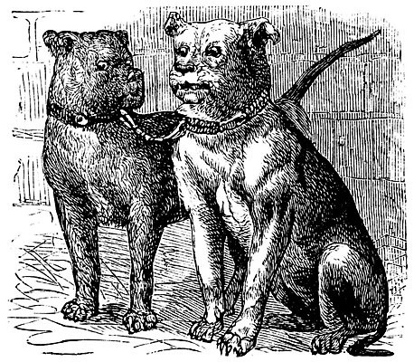 EPS 해외이미지 일러스트 사람없음 빈티지 판화 잉글리쉬불독 해외202004 해외일러스트 컨셉 미술 불독 파일형식 벡터 이미지허브