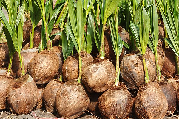 포토 JPG 해외이미지 나무 식물 잎 자연 씨앗 사람없음 초록색 야자수 견과류 성장 일렬 코코넛 모종 심기 열대기후 해외202004 해외포토 컬러 과일 모션 생태계 파일형식 이미지허브