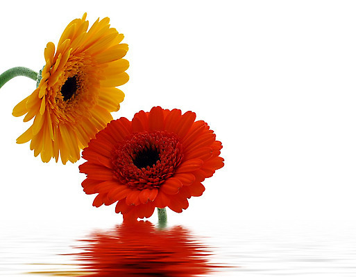 포토 JPG 해외이미지 식물 꽃 줄기 분홍색 백그라운드 오렌지 발렌타인데이 선물 사람없음 초록색 컬러풀 노란색 봄 벚꽃 흰색 신선 개화 닫기 큼 묘사 원예 데이지 꽃가루 거베라 고립 넘어짐 해외202004 해외포토 계절 컬러 과일 모션 데이이벤트 취미 크기 가루 파일형식 이미지허브