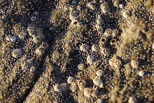 포토 JPG 해외이미지 동물 모래 바다 자연 조개 연체동물 사람없음 갈색 검은색 껍질 홍합 고립 해외202004 해외포토 컬러 어패류 무척추동물 생태계 파일형식 이미지허브