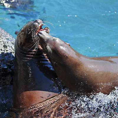 포토 JPG 해외이미지 동물 야생동물 바다 포유류 자연 놀이 수염 털 동물원 어류 사람없음 물 파란색 머리 회색 젖음 물개 당구 피부 생물학 싸움 귀 쇼 지느러미 태평양 주둥이 해외202004 해외포토 자연요소 교육 컬러 모션 신체부위 구기 바다동물 수중동물 생태계 파일형식 이미지허브