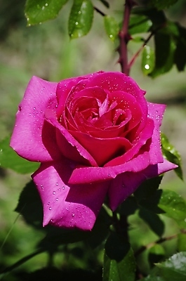 포토 JPG 해외이미지 식물 꽃 잎 자연 사람없음 장미 정원 봄 벚꽃 나뭇가지 원예 내추럴 해외202004 해외포토 나무 계절 취미 생태계 파일형식 이미지허브