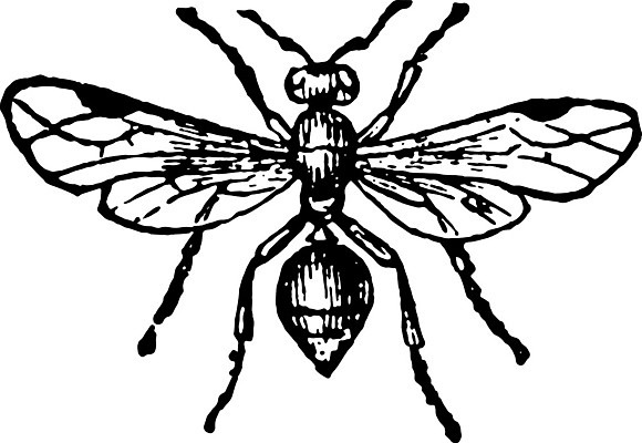 EPS 해외이미지 선 일러스트 미술 검은색 수확 흰색 그림 개미 판화 적갈색 해외202004 해외일러스트 컬러 곤충 농업 문화예술 갈색 파일형식 벡터 이미지허브