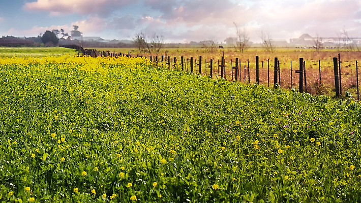 포토 JPG 해외이미지 구름 꽃 밭 자연 하늘 풍경 사람없음 울타리 햇빛 태양 시골 내추럴 파스텔톤 해외202004 해외포토 자연요소 식물 컬러 농업 담장 생태계 파일형식 이미지허브