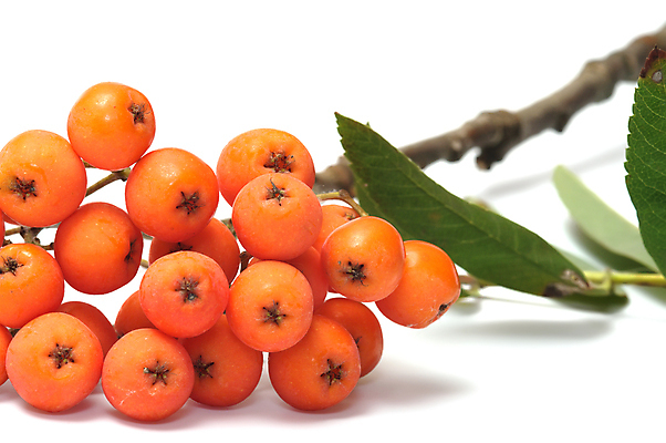 포토 JPG 해외이미지 식물 계절 열매 음식 잎 오렌지 과일 재료 건강 사람없음 빨간색 초록색 검은색 수확 성장 가을 나뭇가지 신선 그룹 달콤 다발 관목 흰배경 유기농 날것 내추럴 고립 숙성 해외202004 해외포토 나무 웰빙 컬러 백그라운드 농업 흰색 맛 파일형식 이미지허브