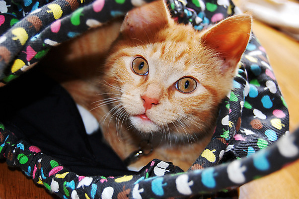 포토 JPG 해외이미지 동물 가방 포유류 발 놀이 휴식 털 앉기 사람없음 빨간색 반려동물 고양이 탐험 아기 작음 호기심 자루 숨김 동반자 해외202004 해외포토 잡화 감정 컬러 컨셉 모션 사람 신체부위 크기 파일형식 이미지허브