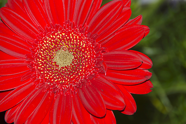 포토 JPG 해외이미지 식물 꽃 자연 사람없음 빨간색 정원 벚꽃 개화 만족 식물원 거베라 기르기 해외202004 해외포토 감정 컬러 생태계 돌봄 파일형식 이미지허브
