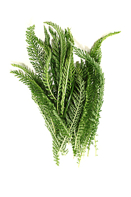 포토 JPG 해외이미지 식물 잎 채소 자연 사람없음 초록색 약 정원 흰색 약초 허브 관목 자연요법 해외202004 해외포토 나무 컬러 의학 풀_식물 생태계 파일형식 이미지허브