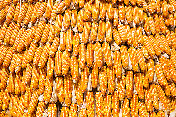 포토 JPG 해외이미지 식물 동물 문화 음식 백그라운드 밭 농업 다이어트 재료 포유류 자연 건강 옥수수 사람없음 여름 농작물 농장 노란색 침묵 수확 가을 신선 그룹 작음 큼 시리얼 다발 먹기 오브젝트 유기농 질감 장면 연료 내추럴 숙성 많음 해외202004 해외포토 웰빙 계절 산업 컬러 컨셉 모션 곡류 소리 크기 생태계 파일형식 이미지허브