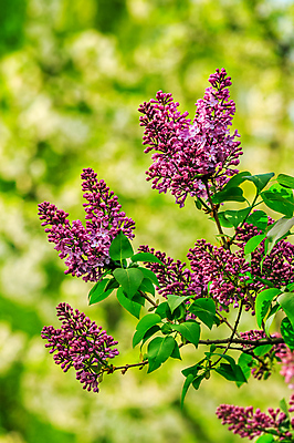 포토 JPG 해외이미지 식물 공원 꽃잎 꽃 분홍색 백그라운드 잎 꽃무늬 자연 따뜻함 사람없음 야외 정원 맑음 보라색 침묵 놀람 봄 활발 벚꽃 나뭇가지 신선 개화 4월 비밀 보케 라일락 내추럴 강렬 블러 해외202004 해외포토 나무 계절 공공시설 감정 컬러 컨셉 무늬 날씨 표정 소리 날짜 생태계 파일형식 이미지허브