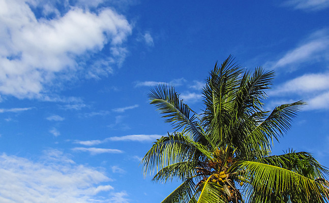 포토 JPG 해외이미지 나무 구름 하늘 사람없음 해외202004 해외포토 자연요소 식물 파일형식 이미지허브