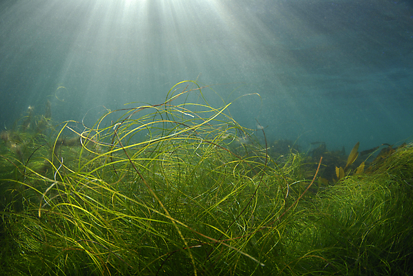 포토 JPG 해외이미지 파도 바다 여행 자연 사람없음 야외 초록색 물 파란색 빛 햇빛 태양 환경 수중 스노클링 아래 다이빙 문학 다시마 무료 효과 해외202004 해외포토 자연요소 컬러 수영 수상스포츠 해조류 방향 생태계 위치 수중스포츠 파일형식 이미지허브