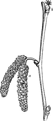 EPS 해외이미지 여자 남자 꽃 선 일러스트 미술 검은색 견과류 수확 흰색 나뭇가지 관목 그림 판화 개암나무 해외202004 해외일러스트 나무 식물 컬러 농업 문화예술 사람 파일형식 벡터 이미지허브