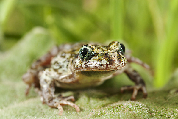 포토 JPG 해외이미지 동물 척추동물 유럽 호수 야생동물 자연 개구리 양서류 사람없음 물 강 점프 수영 연못 스페인 작음 생물학 두꺼비 내추럴 해외202004 해외포토 자연요소 교육 나라 모션 수상스포츠 크기 생태계 파일형식 이미지허브