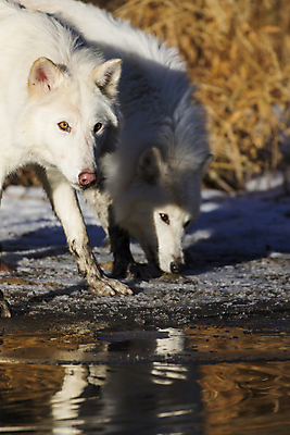 포토 JPG 해외이미지 주간 야생동물 두마리 사람없음 야외 강 늑대 북극늑대 해외202004 해외포토 자연요소 동물 2 포유류 파일형식 이미지허브