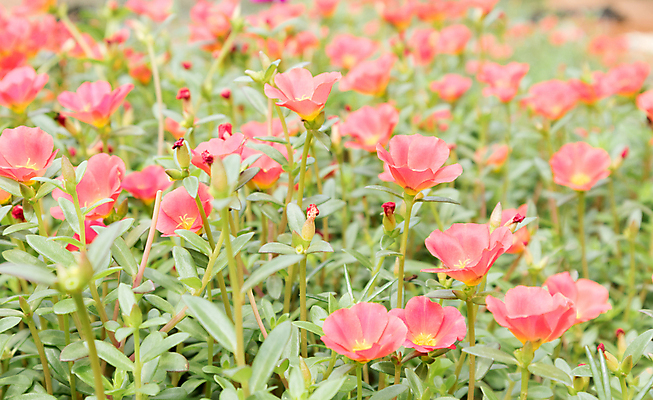 포토 JPG 해외이미지 식물 꽃잎 꽃 아시아 분홍색 백그라운드 잎 꽃무늬 오렌지 태국 자연 사람없음 야외 장식 초록색 여름 컬러풀 노란색 머리 정원 보라색 봄 성장 벚꽃 신선 해외202004 해외포토 계절 나라 컬러 무늬 과일 신체부위 생태계 파일형식 이미지허브